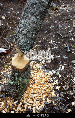 Baum beschädigt durch Biber neben Ushuaia in Argentinien Tierra del Fuego Bereich Stockfoto