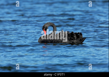 Black Swan (Cygnus olor) putzen auf der East Pond of New York Jamaica Bay National Wildlife Refuge Stockfoto