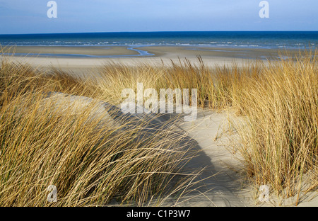Frankreich, Somme, Baie de Somme, Quend Strand, Dünen Stockfoto