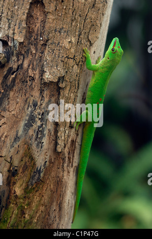 Mauritius Insel Südküste La Vanille Reserve des Spezialreservat Mauritius verzierten Taggecko (Phelsuma Ornata) ist eine endemische Stockfoto