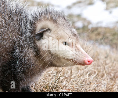 Nahaufnahme von einem Opossum im Winter. Stockfoto