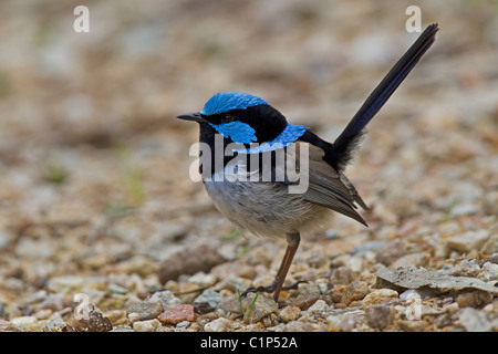 HERVORRAGENDE FAIRY-WREN ON A KIESWEG Stockfoto