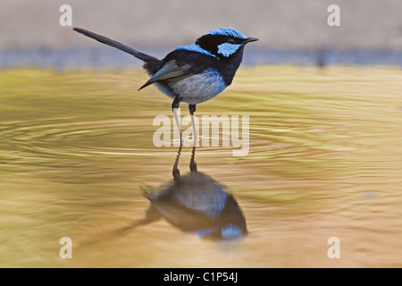 HERVORRAGENDE FAIRY-WREN IM WASSER STEHEND Stockfoto