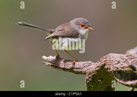 HERVORRAGENDE FAIRY-WREN THRONT AUF EINEM ALTEN BAUMSTAMM Stockfoto