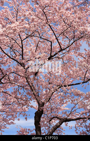 Kirschbaum blüht in voller Blüte um die Tidal Basin in Washington, DC. Stockfoto