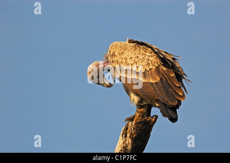 Der indische Geier, abgeschottet Indicus oder Long-billed Geier oder Klippe Geier Stockfoto