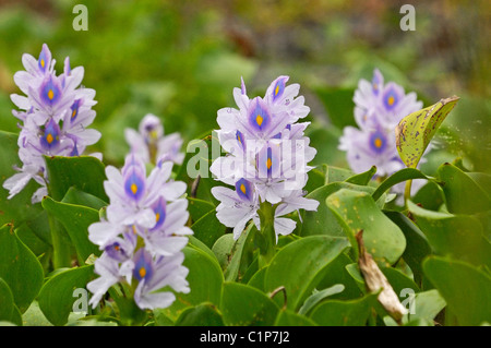 Gemeinsamen Wasserhyazinthe (Eichhornia Crassipes) Stockfoto