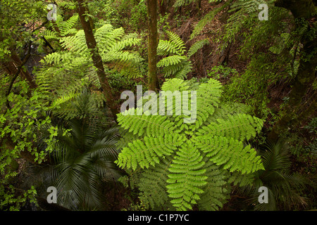 Baumfarn, A.H. Reed Gedenkpark Kauri, Whangarei, Northland, Nordinsel, Neuseeland Stockfoto