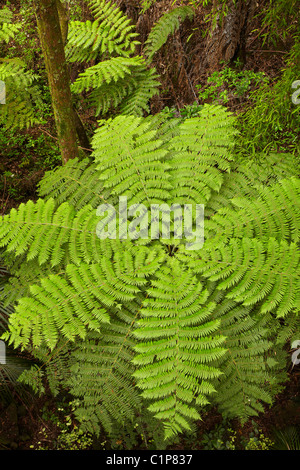 Baumfarn, A.H. Reed Gedenkpark Kauri, Whangarei, Northland, Nordinsel, Neuseeland Stockfoto