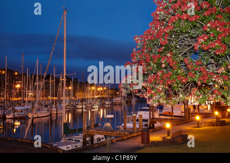 Marina und Pohutakawa Baum, Stadt Basin, Whangarei, Northland, Nordinsel, Neuseeland Stockfoto