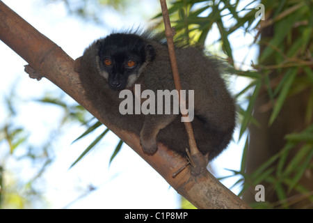 Gemeinsamen brauner Lemur (Eulemur Fulvus Fulvus). Männlich. Ruht auf Bambus. Stockfoto