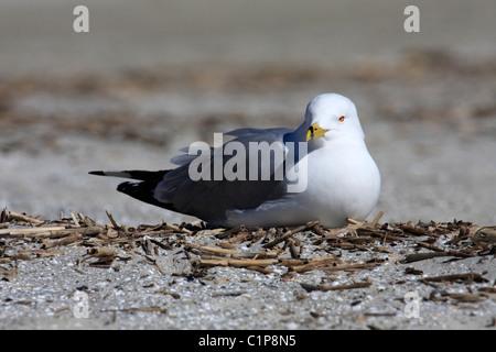 Ring-billed Möwe (Larus Delawarensis) Stockfoto