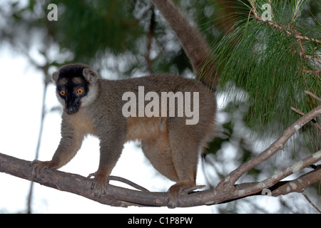 Gemeinsamen brauner Lemur (Eulemur Fulvus Fulvus). Madagaskar. Stockfoto