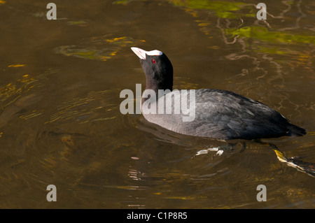 Eurasische Blässhuhn (Fulica Atra) schwimmen Stockfoto