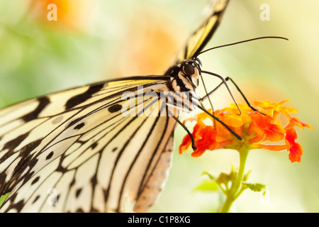 Idee Leuconoe Schmetterling auch bekannt als weiße Baum Nymphe oder Papier Drachen Schmetterling Stockfoto