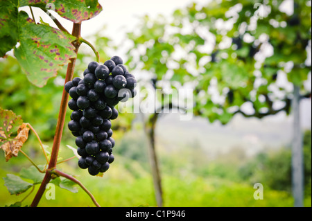 Nahaufnahme einer roten Traube in einem Weinberg Stockfoto