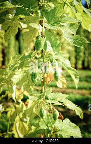 Voll ausgewachsen Hopfenzapfen vor der Ernte Stockfoto