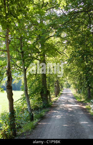 Feldweg durch Wald Stockfoto