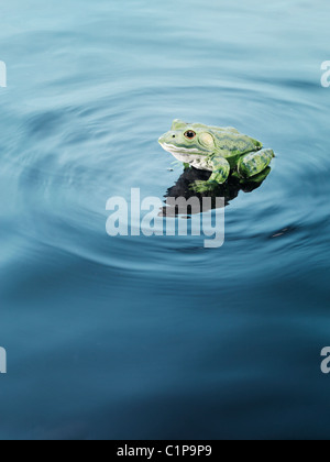 Kunststoff-Frosch auf dem Wasser, erhöhte Ansicht Stockfoto