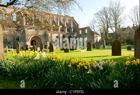 Malmesbury Abbey in der Sonne mit Narzissen im Vordergrund genommen an einem Frühlingsmorgen Stockfoto