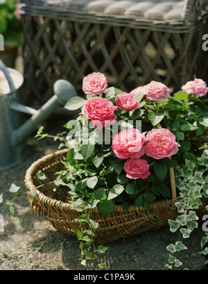 Nahaufnahme von Rosen im Korb Stockfoto