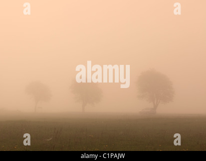 Bäume im Nebel mit geparkten Auto Stockfoto