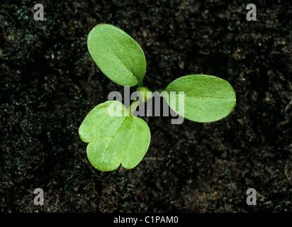 Knolligen Hahnenfuß (Ranunculus Bulbosus) Sämling Keimblätter und ein wahrer Blatt Stockfoto