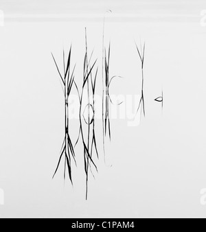 Grass widerspiegelt im See Stockfoto