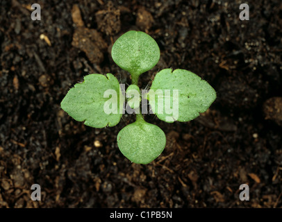 Wand-Ehrenpreis (Veronica Arvensis) Sämling mit zunächst zwei Laubblätter bilden Stockfoto