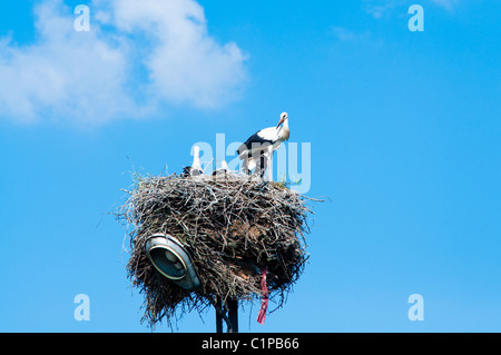 nest von Familie Storch im Stroh Stockfoto