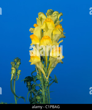 Gelbes Leinkraut (Linaria Vulgaris) Blütenstand Stockfoto