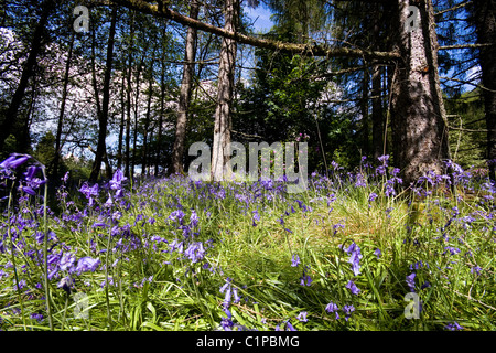 Schottland, Argyll, Inveraray, lila wilde Blumen wachsen im Wald Stockfoto