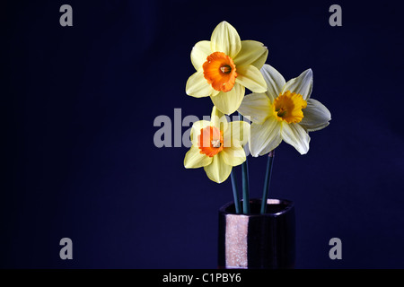 Stillleben mit drei Narzissen in einer steinernen Vase vor einem schwarzen Hintergrund. Stockfoto