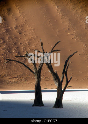 Zwei Kameldornbäume zusammenstehen in Salz Pfanne Sossusvlei, Namib-Wüste. Hinter gesehen, ist eine hohe Sanddüne bräunlich-rot. Stockfoto