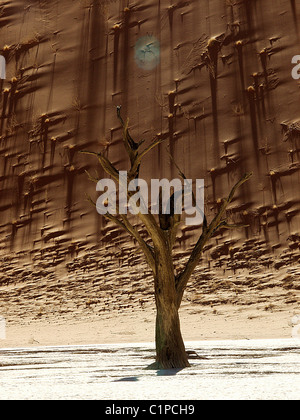Kamel Dornenbaum in Salz Pfanne Sossusvlei, Namib-Wüste.  Das frühe Morgenlicht spielt erstaunliche Tricks auf den Sanddünen hinter. Stockfoto