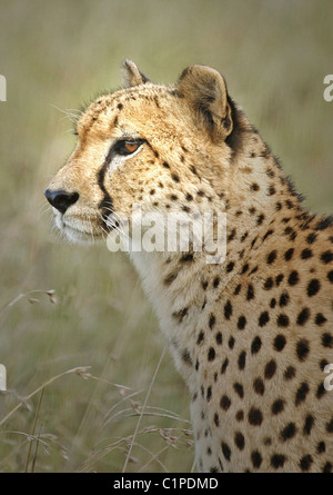 Gepard im Shamwari Game Reserve, Südafrika, die auf der Suche nach einem Hafen für die Nacht wie durch seinen durchdringenden Blick gesehen. Stockfoto