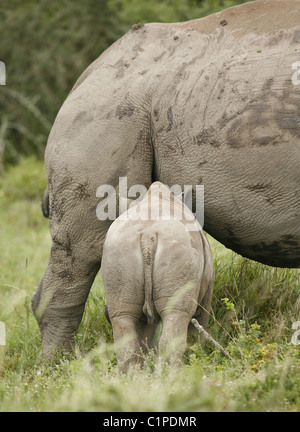 Weißes Nashorn Mutter und Baby füttern. Südafrika in den frühen Abend in Shamwari Game Reserve, in der Nähe von Port Elazabeth genommen. Stockfoto