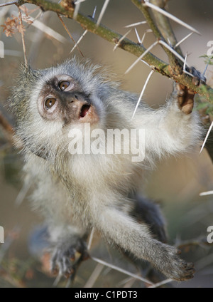 Ein Baby Vervet Affen halten an einem Akazie Busch - mit sehr scharfen Dornen - aufgenommen im Kruger National Park, Südafrika. Stockfoto