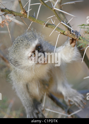 Ein Baby Vervet Affen halten an einem Akazie Busch - mit sehr scharfen Dornen - aufgenommen im Kruger National Park, Südafrika. Stockfoto