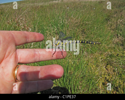 Gemeinsamen Goldenring Golden beringt Libelle Stockfoto