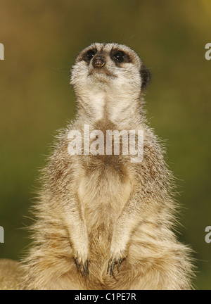 Ein Erdmännchen starrt. Ein Erdmännchen (Suricate suricatta) in typischer Wächterhaltung, der seine Umgebung vermisst. Sie sind ein Mitglied der Mungos-Familie, Stockfoto