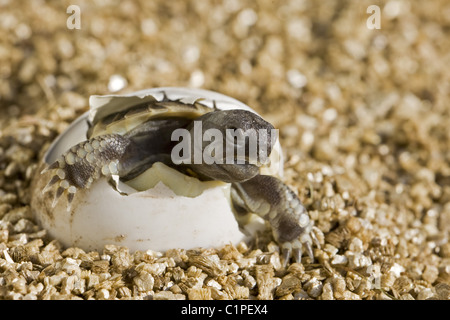 Schraffur-Schildkröte Stockfoto