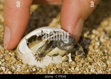 Schraffur-Schildkröte Stockfoto