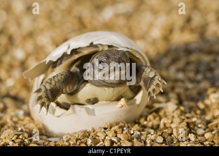 Schraffur-Schildkröte Stockfoto