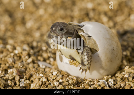 Schraffur-Schildkröte Stockfoto