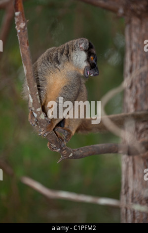 Gemeinsamen brauner Lemur (Eulemur Fulvus Fulvus). Madagaskar. Nach vorne gerichtete Augen ermöglichen genaue Beurteilung der Entfernungen. Stockfoto