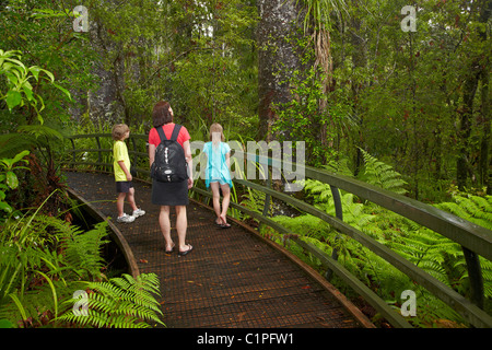 Kauri-Bäumen und Familie am Manginangina Kauri Walk, Puketi Forest, in der Nähe von Kerikeri, Northland, Nordinsel, Neuseeland Stockfoto