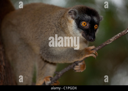 Gemeinsamen brauner Lemur (Eulemur Fulvus Fulvus). Madagaskar. Nach vorne gerichtete Augen ermöglichen genaue Beurteilung der Abstände in den Bäumen. Stockfoto