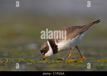 Adult Semi-palmated Regenpfeifer (Charadrius Semipalmatus) Fütterung im frühen Morgenlicht auf Jamaica Bay National Wildlife Refuge Stockfoto