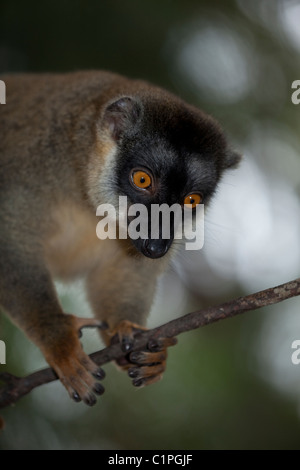 Gemeinsame Braun Lemur Eulemur fulvus f.. Nach vorne zeigende Augen ermöglichen eine genaue Einschätzung von Entfernungen in Bäumen. Daumen Bekaempfbar zu Greifen und Halten, Zweigniederlassungen Stockfoto